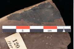 Foto (Detailansicht) von Widdringtonia ungeri Endl. (NHMW-GEO-2024-0188-0120)